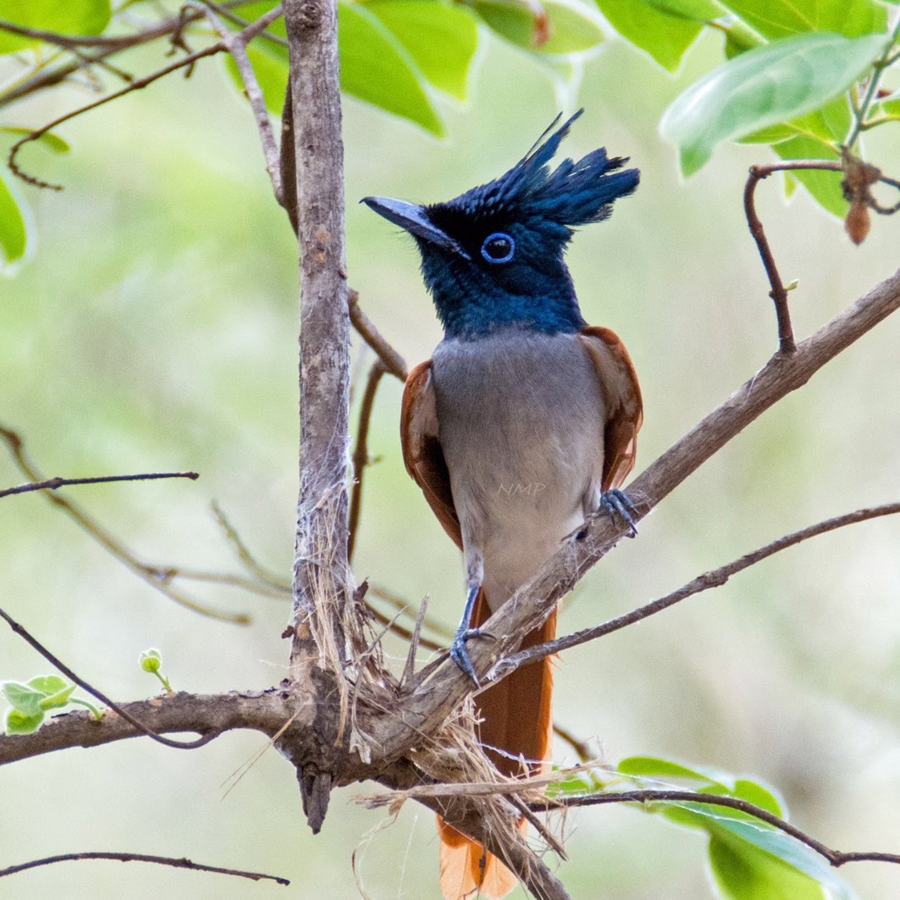 Indian paradise flycatcher
